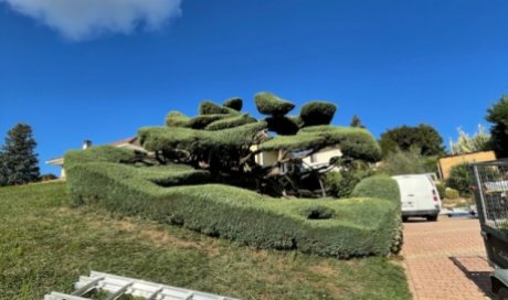 Taille d'un Juniperus à la TOUR DU PIN