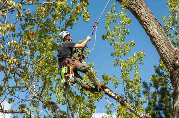 Élagage d'arbre malade proche d'habitation - Bourgoin-Jallieu - GREEN TOUCH