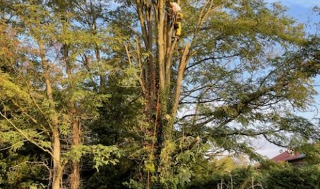Démontage d'un acacia