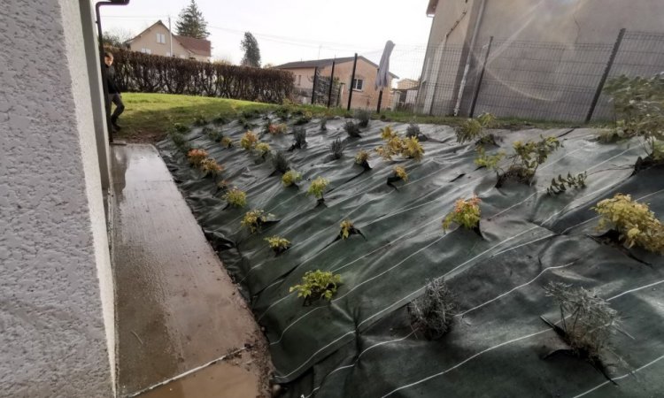 Aménagement d'un massif, pose de bâche et plantation à Bourgoin Jallieu